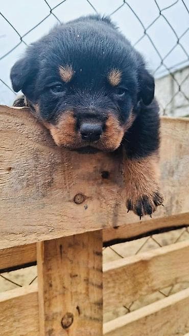 Pişiklər: Rotveyler, Peyvəndli — 3