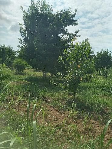 zolotoy us bitkisi: Xacmaz rayonu Gödekli kendinde 46 sot bağ satılır bağda 20 eded 14 — 2