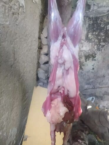 baliq topdan satis: Dovşan eti halal kesilmiş halal ceki 1 ededi gelir 1k.800q. 1k.500q — 39