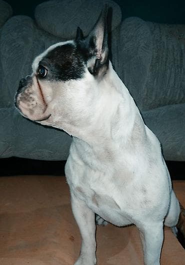 Gəmiricilər: 3 il, Erkek, Ünvandan götürmə — 2