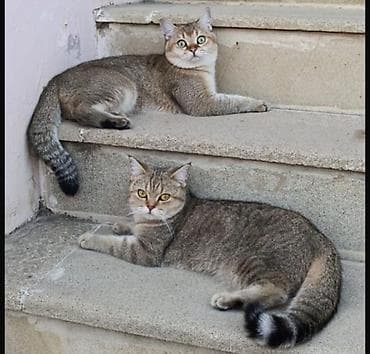 misir pişiyi: Şinşilla, Erkək, Dişi — 3