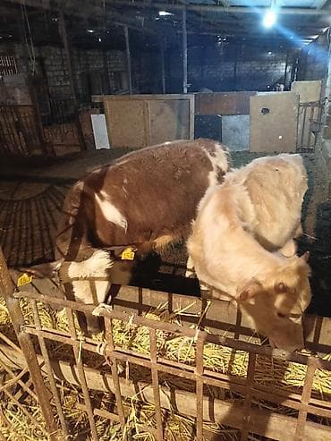 С/х животные и товары: Satışda dana və buzovlar - Şəkillərdə olan 3 baş buzov/dana - Qulaq — 1