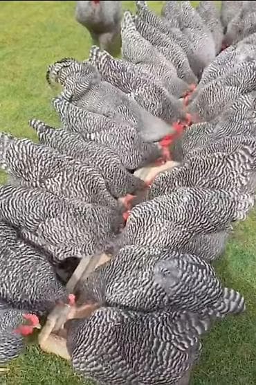 Yemlər: Toyuq, Damazlıq, Ünvandan götürmə — 2