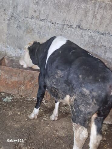 Inəklər, öküzlər: Satlıq: qaramal – erkək buzov/ dana - Növ: ətlik istiqamətli qarışıq — 9