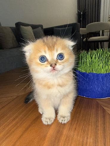 pişim: Şotland yastı qulaq — 4