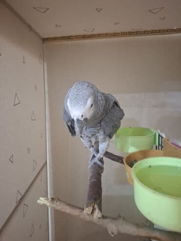 İtlər: Jako erkek damazlıq satılır. Tam sağlam quşdur. 3 yaşı var. qiymət — 4