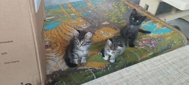 qurdbasar balaları: Tabbi, Dişi, Yaxşı əllərə — 4