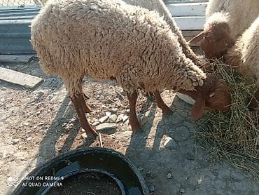 keciler: Keçi və çəpilər var damazlıq və kəsimlik.5baş keçi sağılır hamısı — 4