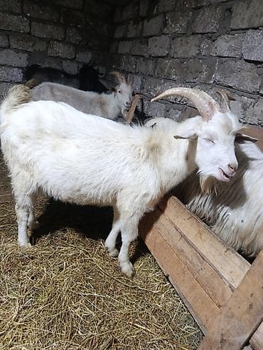 erkək keci: Orginal saanen qizgindir — 2