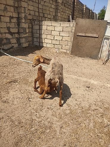 alabay bala: Anaba qoyun ballasi erkeydi cavan qoyundu anasi — 10