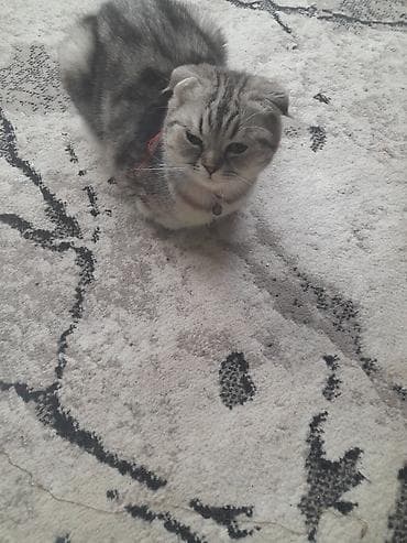 Şotland yastı qulaq, Dişi, Ünvandan götürmə — 1