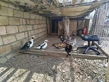 Другие животные: Saglamdilar hamis satilir qiymet danisariq — 8