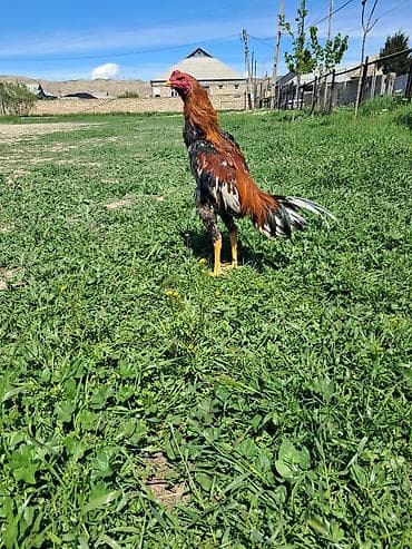 sotland pisik satisi: Sahibləndirilir — 3