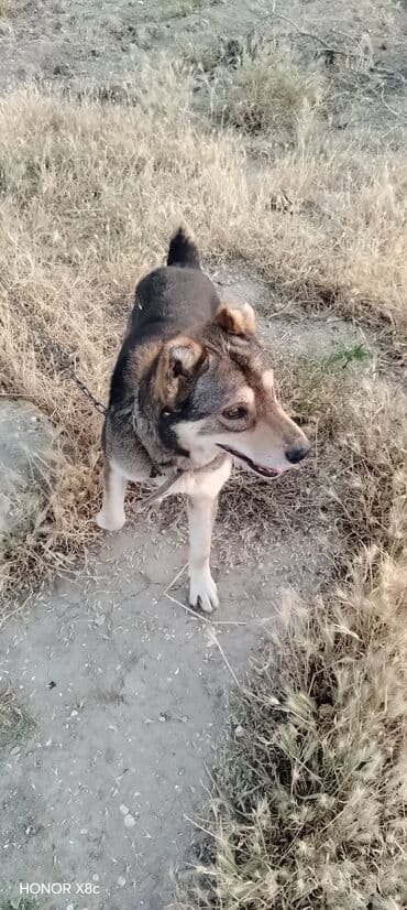 qapi iti: 3 il, Erkek, Peyvəndli, Ünvandan götürmə — 7