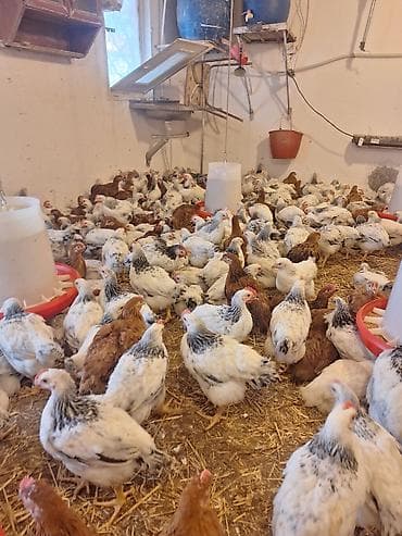 Toyuq cücələri, Ətlik, Pulsuz çatdırılma