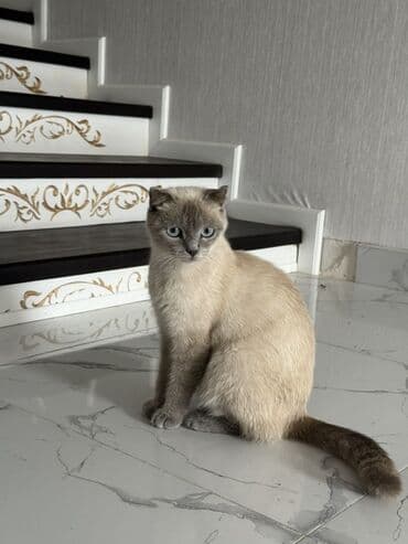 pişiklər ucuz: Britan — 2