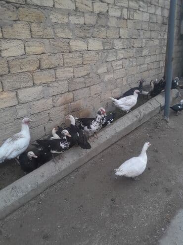Inəklər, öküzlər: Muscovy ördəkləri (indoutka) – müxtəlif rənglərdə sürü - Şəkillərdə — 5