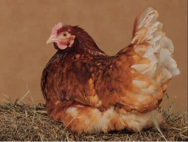 домики для кошек: Lohman toyuqlarının mayalı yumurtaları 1.70 — 3