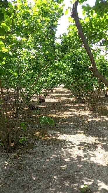 домики в набране: Qiymət sondur. Əla yerləşmə: Heydər Əliyev küçəsi Yalama kəndinin — 7