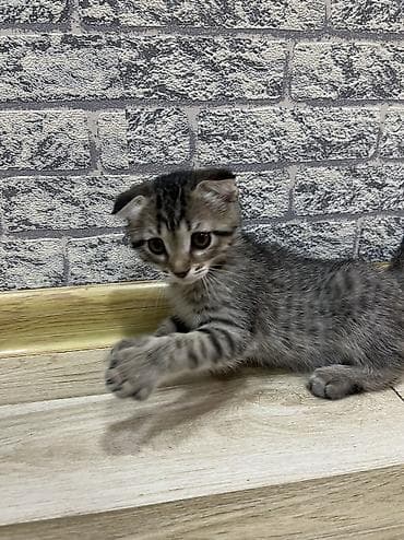 ev quslari adlari: Tabbi, Dişi, Yaxşı əllərə, Ünvandan götürmə, Pulsuz çatdırılma — 3