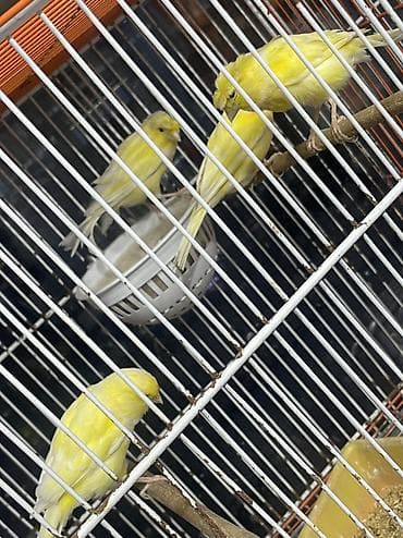 4 eded bülbül 3 erkek 1 dişi 2 ereke bir illikdi 1erkek 1 dişide 2