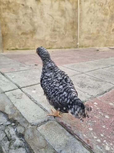 Toyuq cücələri, Damazlıq — 3