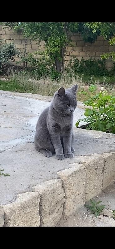 pișik: Erkək, Yaxşı əllərə, Ünvandan götürmə — 1