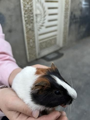 qefes: Trikolor dekorativ dəniz donuzu (guinea pig)(5 ededdir) - Cins — 3