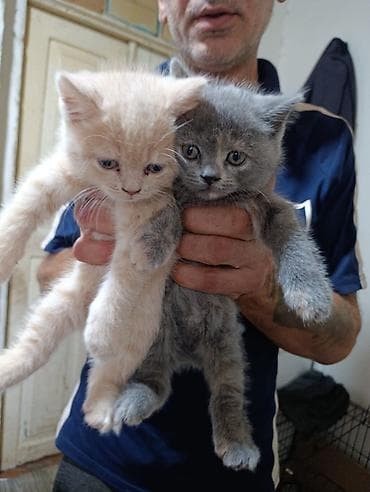 Pişiklər: Britan — 3