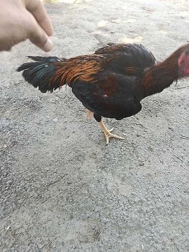 rhode island red: Dekabr ayında çıxan beçədi oynaq heyvandi tayi olsa 1. 2 dqlik alan — 8