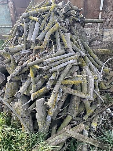 hemise yasil agaclar: Odundan yanacaq – qarışıq ağac növləri • Böyük kötüklər və orta — 4