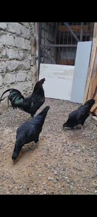cücə və xoruz: Salam Ayam cemani,,. argenal.yumurtasi,cucesi.colpasi,,xoruzu.toyugu — 10