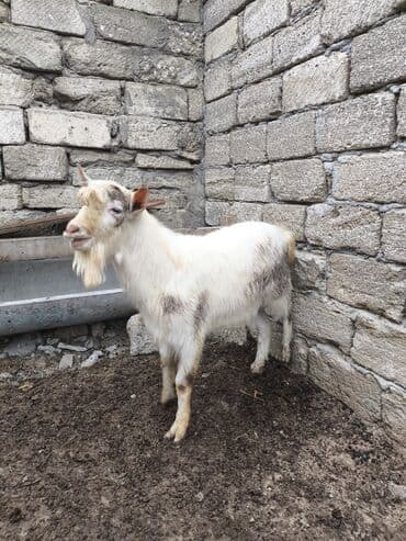 Сельхоз птицы: Təmiz orginal Sani təkəsidi 10 aylığdı Anasıda məndədir Anası 4, 5 — 4