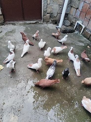 pavlin goyercin satisi: Təcili satılır gəncə 18 quş 150 manat — 3