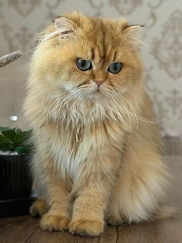 Qızıl şinşilla, Erkək, Cütləşmə üçün