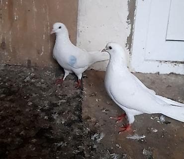 tap az goyercinler: 3 cu 20 azn 12 tukduler — 9