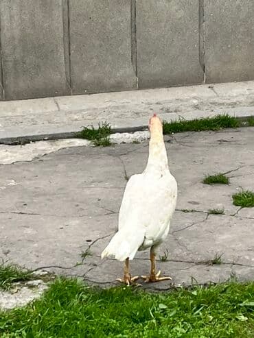 ari ramkasi satisi: Toyuq, Ətlik — 2