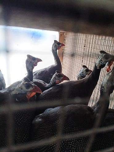 ev heyvanlar: Hind toyuğu (Qvineya quşu) – nöqtəli tük örtüyü, ağ-boz baş və narıncı — 1