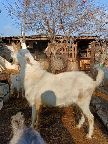 Inəklər, öküzlər: Sanen tekesi damazdg rusiyadan gelme yaş 1 yarm — 1