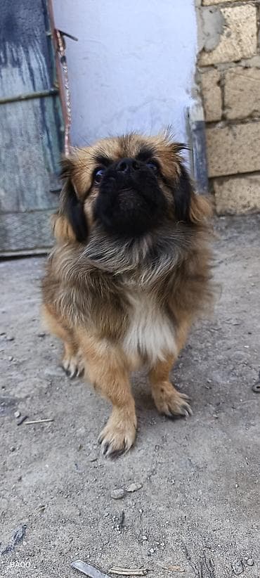 Quşlar: Pekines — 7
