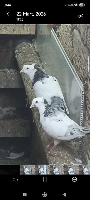 adana göyərçin: Məhsul:Hazır cüt əbres boyunlar quyruqlari destdir pul lazım olduğu — 3