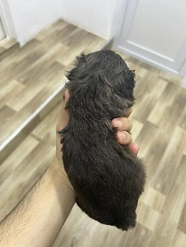 ilan dermani: Malta bolonka, 2 ay, Dişi, Peyvəndli, Pulsuz çatdırılma — 5