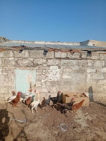 Lüğətlər: Toyuq, Damazlıq — 3