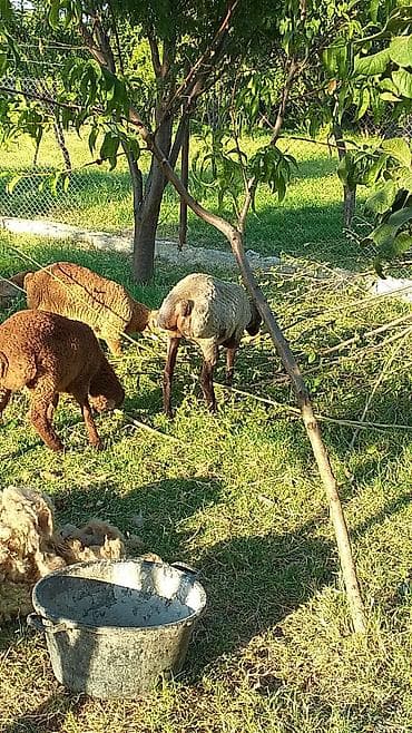 yemler: Qoyunlar – yerli ətlik sürü - Növ: yerli ətlik qoyunlar (kuyruqlu — 7