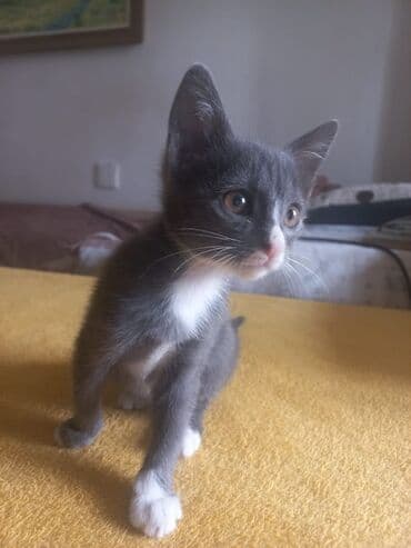 домашние котята добрые руки: Tabbi, Yaxşı əllərə — 3