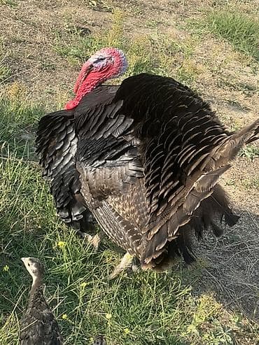 ev qusu: Məhsul: Hind toyuğu (hinduşka) Çəkisi 7.5 yarım Təsvir: - Böyük — 1