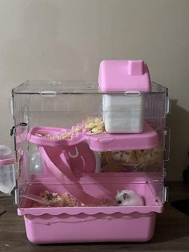 Gəmiricilər: 2 ədəd dişi 3 aylıq hamster satılır. Üzərində altına tökülən apilkası — 1