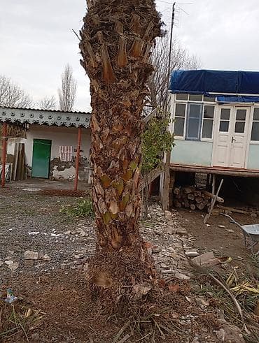 taxta biti nece mehv etmek olar: Xurma (xurma xurması) palm ağacı - Növ: Xurma palmı (Phoenix — 3