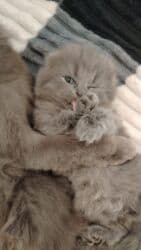 шотландские котята в баку: Шотландская, Самка — 8