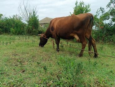 yerli inekler: Südlük inək və buzov - Növ: yerli südlük inək və onun dişi buzovu — 9